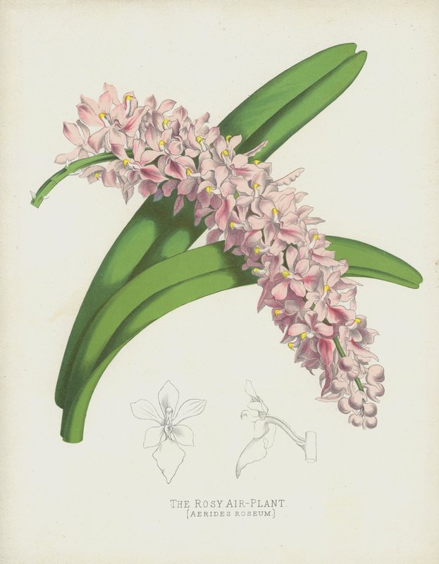 Die Rosige Luftpflanze, Aerides Roseum von English School