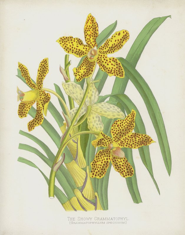 Die Prächtige Grammatophyl, Grammatophyllum Speciosum von English School