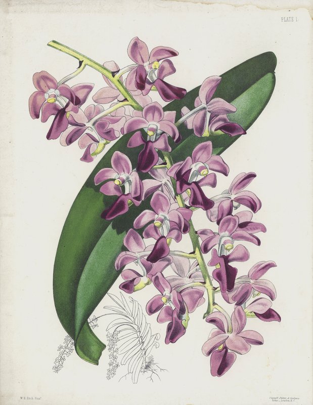 Die Dickblättrige Luftpflanze, Aerides Crassifolium von English School