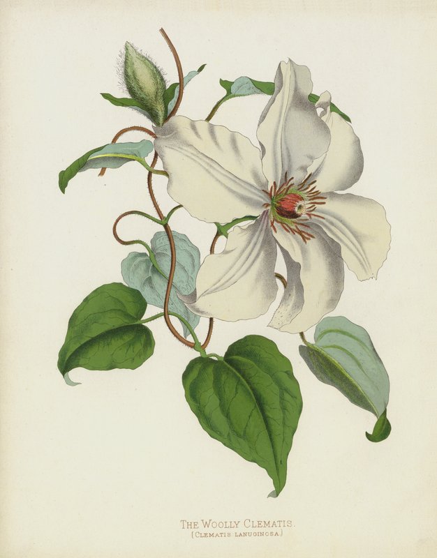 Die Wollige Clematis, Clematis Lanuginosa von English School