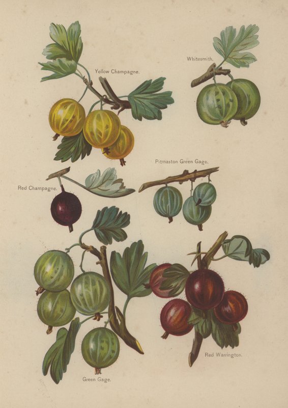 Gelber Champagner, Whitesmith, Roter Champagner, Pitmaston Green Gage, Green Gage, Roter Warrington von English School