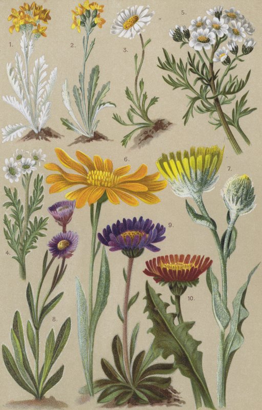 Alpine Flora von European School