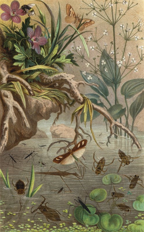 Deutsche Wasserwanzen und Wasserläufer von European School