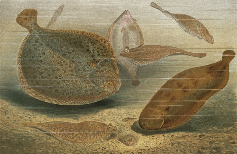 Plattfische von European School