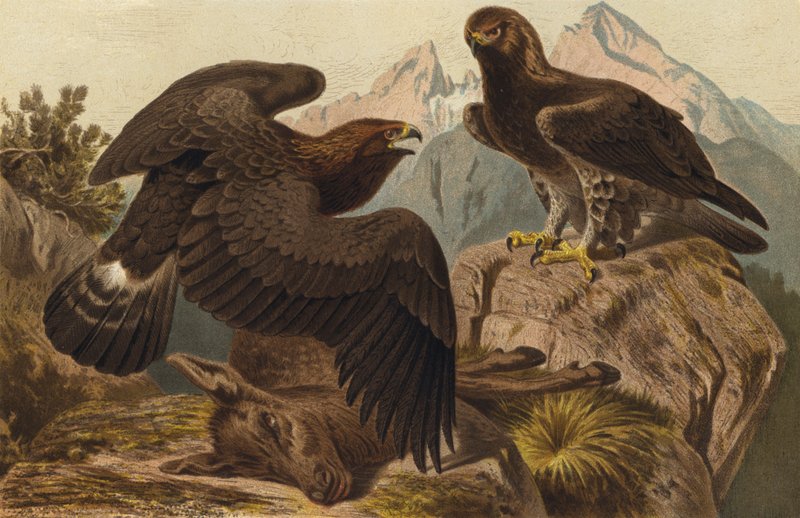 Steinadler von European School
