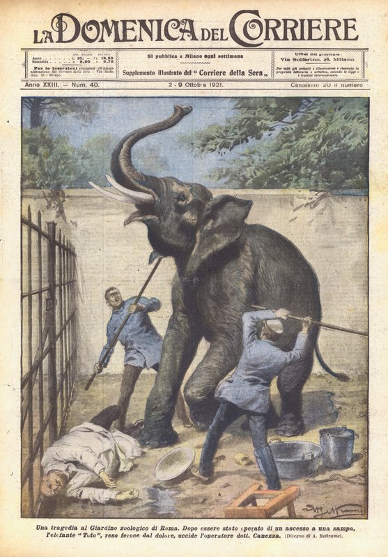 Eine Tragödie im Zoo von Rom von Achille Beltrame