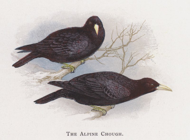 Die Alpenkrähe von Alexander Francis Lydon