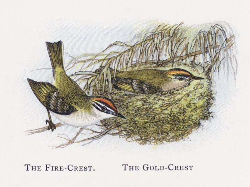 Das Wintergoldhähnchen, Das Sommergoldhähnchen von Alexander Francis Lydon