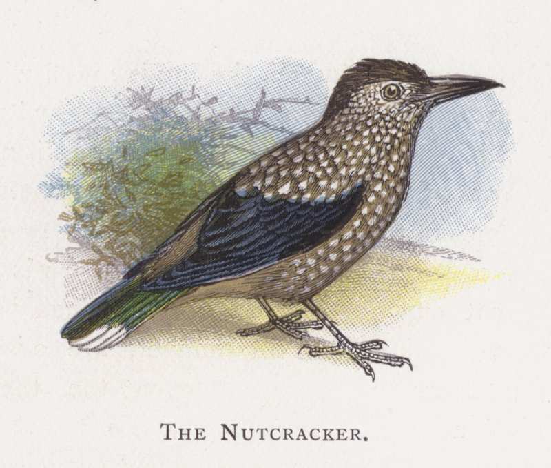 Der Nussknacker von Alexander Francis Lydon