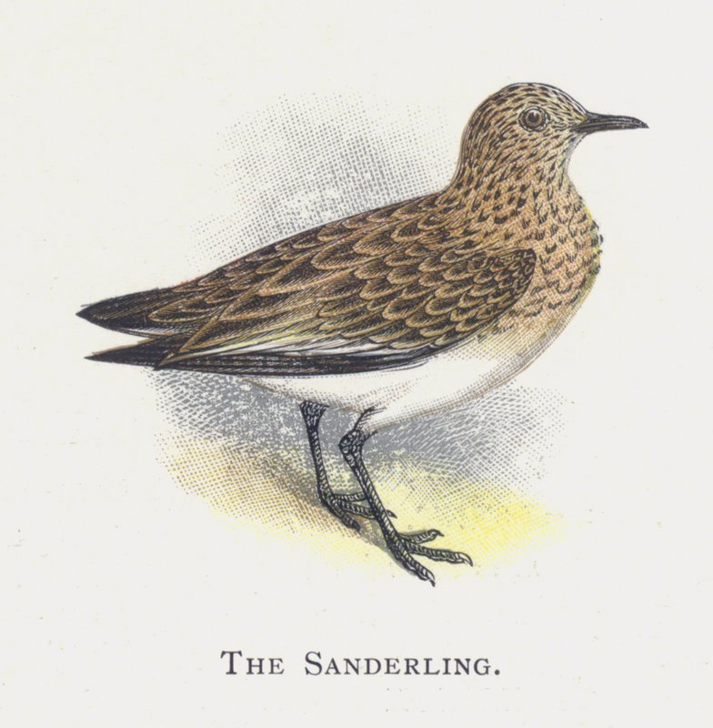 Der Sanderling von Alexander Francis Lydon