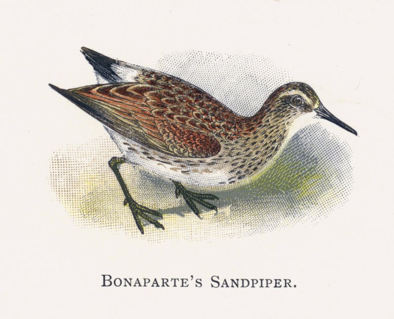 Der Bonapartes Strandläufer von Alexander Francis Lydon