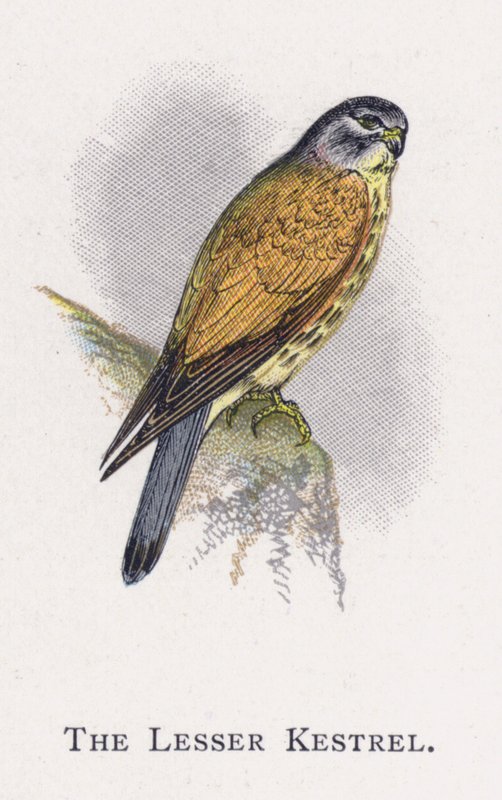 Der Rötelfalke von Alexander Francis Lydon