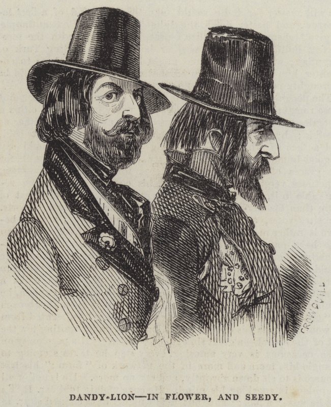 Löwenzahn, in Blüte und Samen von Alfred Crowquill