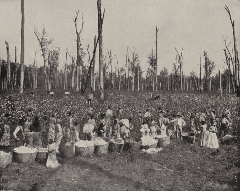 Baumwollernte in Mississippi von American Photographer (after)