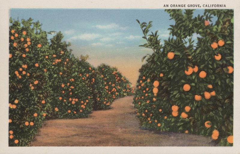 Ein Orangenhain, Kalifornien von American Photographer