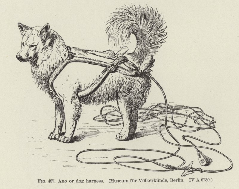 Ano oder Hundegeschirr von American School