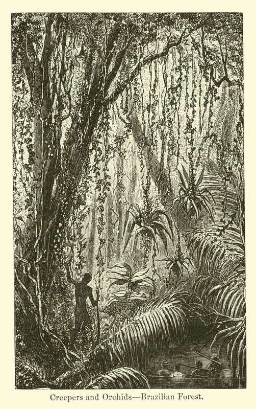 Schlingpflanzen und Orchideen, brasilianischer Wald von American School