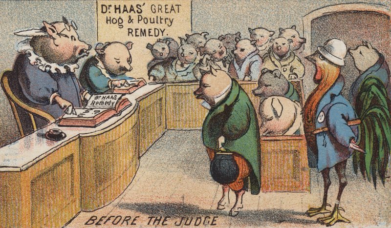 Schwein vor Gericht von American School
