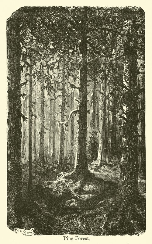 Kiefernwald von American School