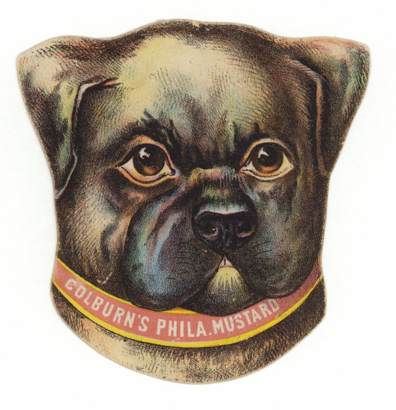 Mops Kopf von American School