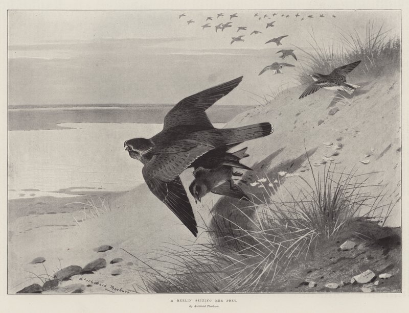 Ein Merlin ergreift seine Beute von Archibald Thorburn