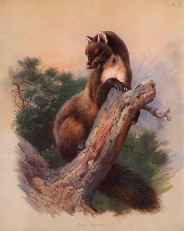 Baummarder von Archibald Thorburn