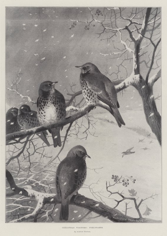 Weihnachtsbesucher, Wacholderdrosseln von Archibald Thorburn
