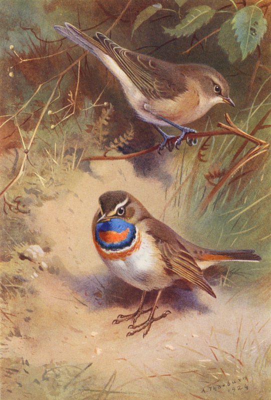 Gartengrasmücke, Blaukehlchen von Archibald Thorburn