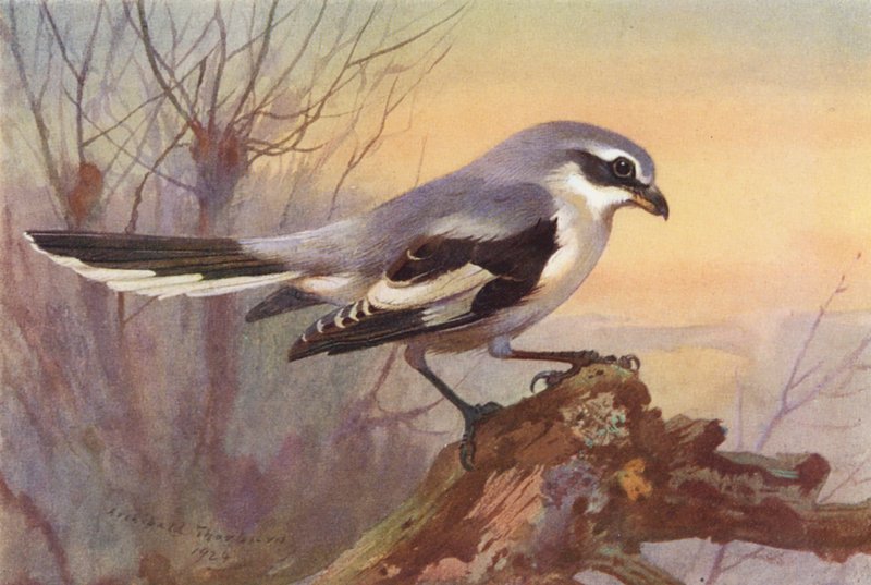 Raubwürger (Farblithografie) von Archibald Thorburn