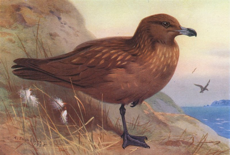 Großer Skua von Archibald Thorburn