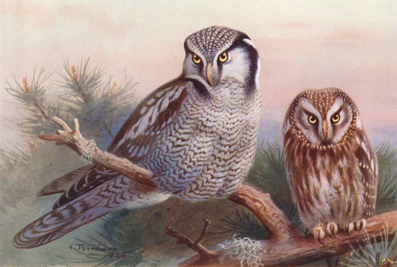 Sperbereule, Rauhfusskauz von Archibald Thorburn