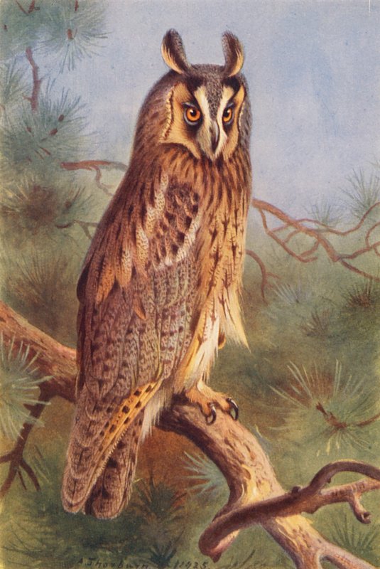 Waldohreule von Archibald Thorburn