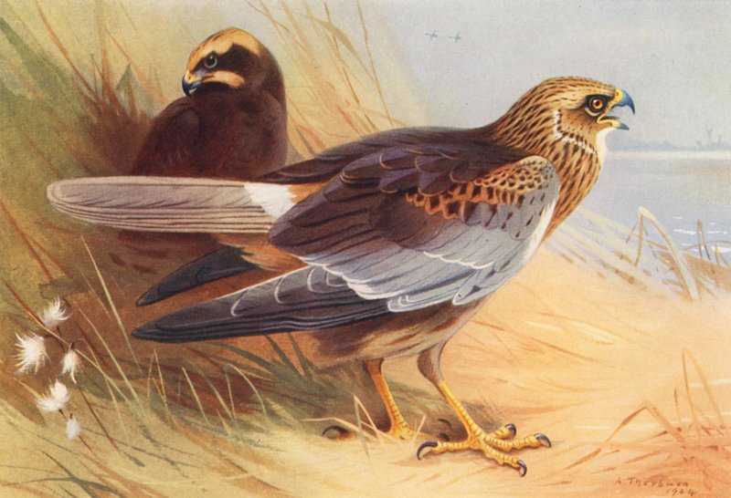 Rohrweihe von Archibald Thorburn