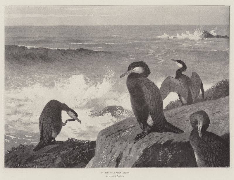 An der wilden Westküste von Archibald Thorburn