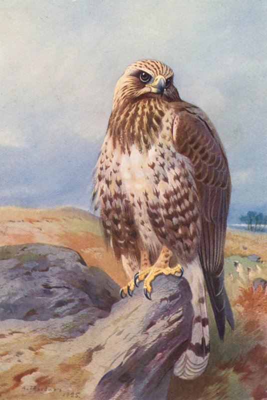 Raufußbussard von Archibald Thorburn