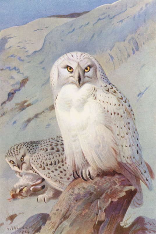 Schnee-Eule von Archibald Thorburn