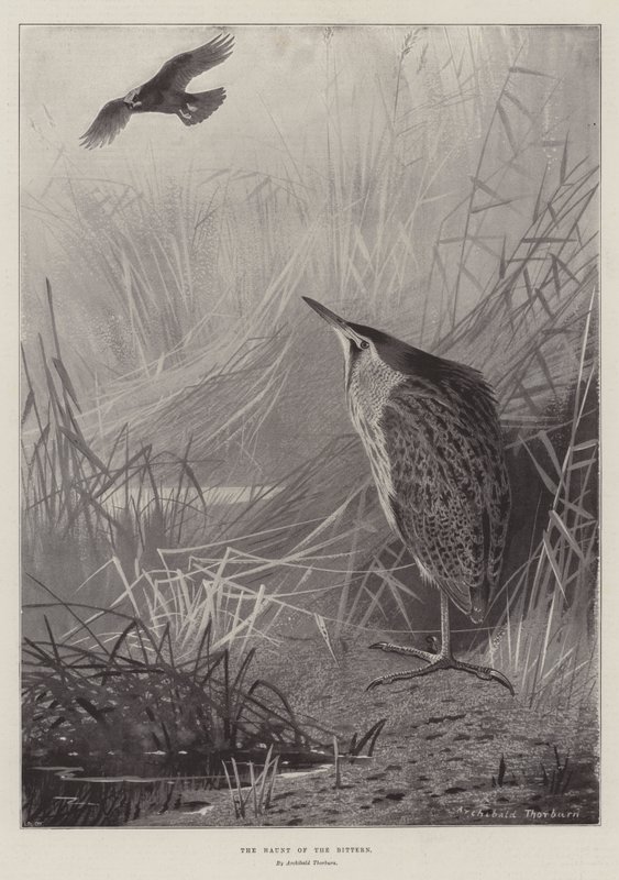 Der Aufenthaltsort der Rohrdommel von Archibald Thorburn