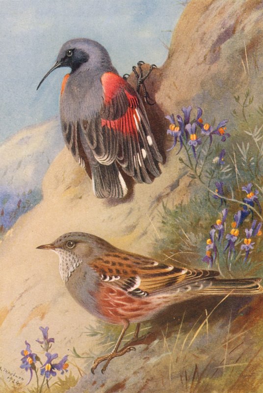 Mauerläufer, Alpenbraunelle von Archibald Thorburn