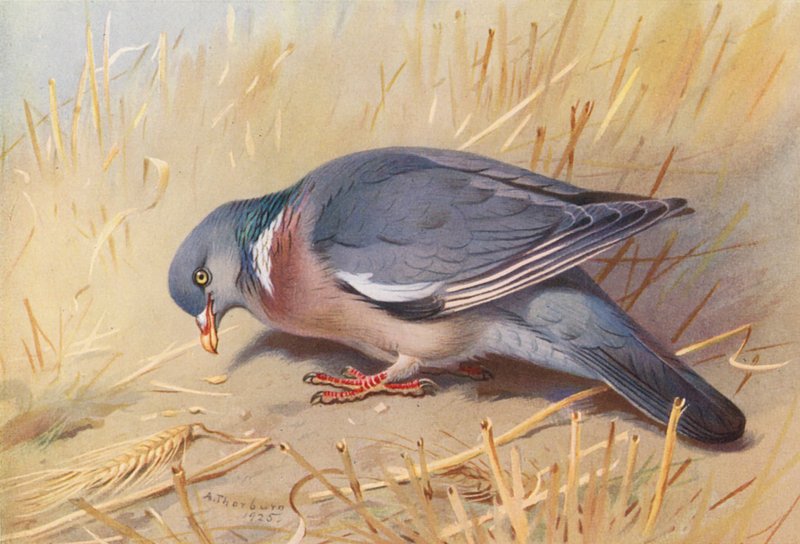 Ringeltaube von Archibald Thorburn