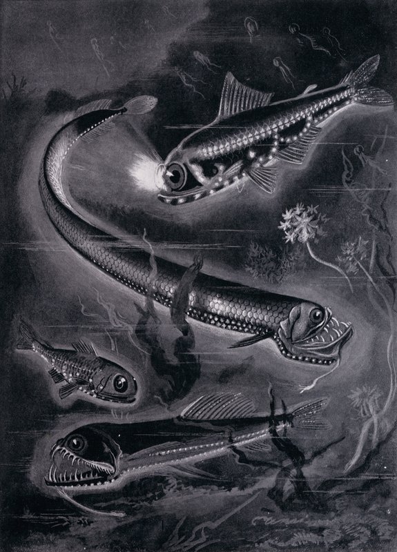 Selbstleuchtende Fische von Arthur Twidle