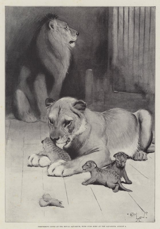Löwenauftritt im Royal Aquarium, mit im Aquarium geborenen Jungen, 6. August von Cecil Charles Windsor Aldin