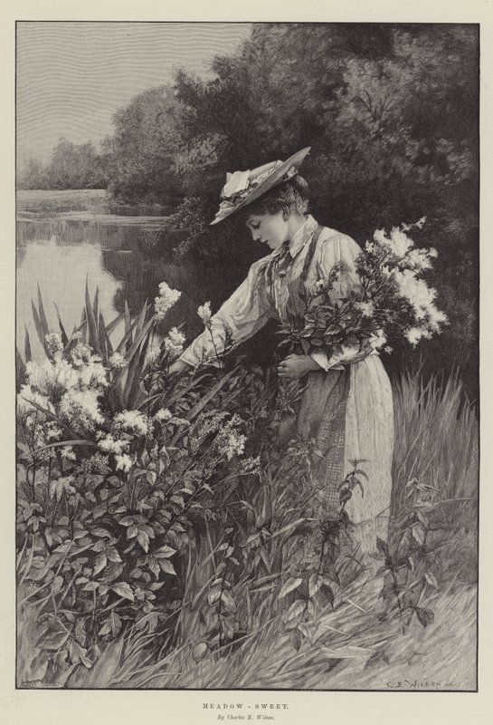 Mädesüß von Charles Edward Wilson