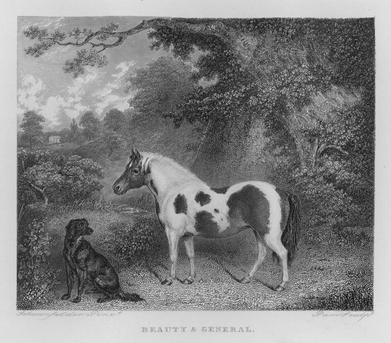 Schönheit und General (Stich) von Charles Henry Schwanfelder