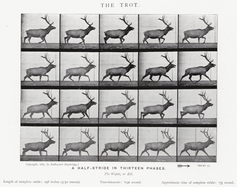 Der Trab von Eadweard Muybridge