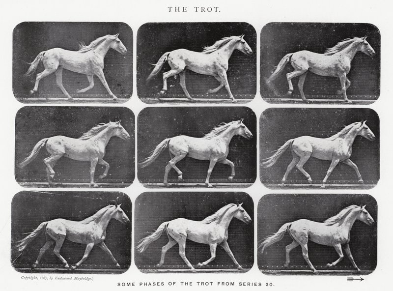 Eadweard Muybridge: Der Trab von Eadweard Muybridge