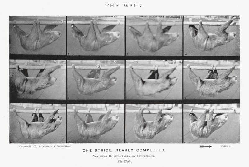 Eadweard Muybridge: Der Gang von Eadweard Muybridge