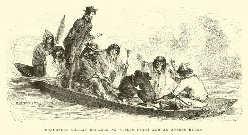Denkwürdiger Kampf zwischen einem Ateles niger und einem Ateles rufus von Edouard Riou