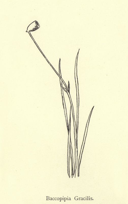 Baccopipia Gracilis von Edward Lear