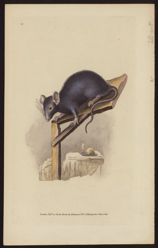 Schwarze Ratte (farbige Gravur) von Edward (after) Donovan