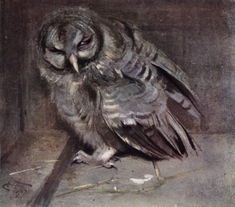Junge braune Eule von Edwin John Alexander